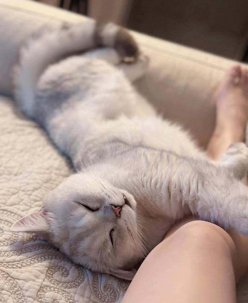 葉巧琳年內兩度喪貓 新歌撫平悲傷情緒