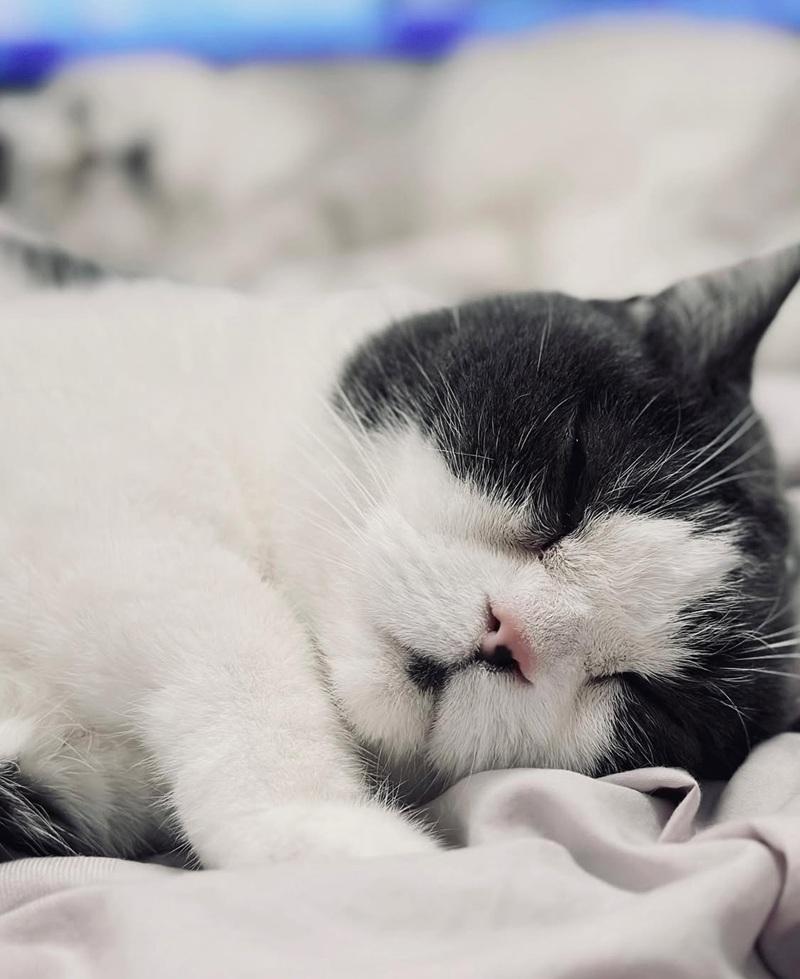 葉巧琳年內兩度喪貓 新歌撫平悲傷情緒