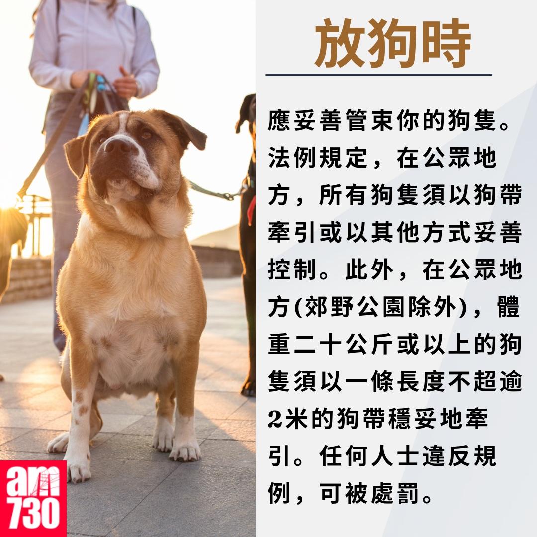 養狗注意事項|放狗時(am730製圖)
