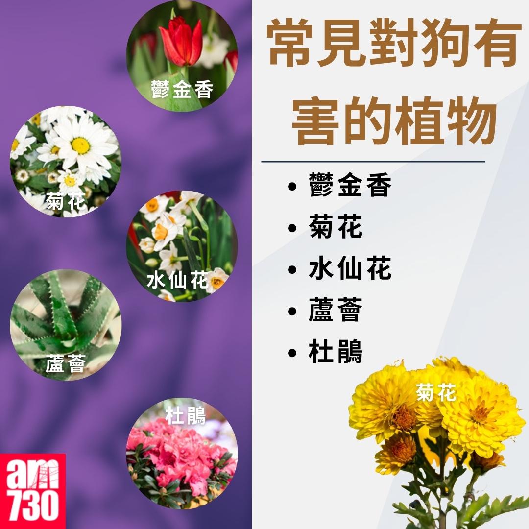 養狗注意事項|常見對狗有害的植物,包括鬱金香、菊花、水仙花、蘆薈、杜鵑(am730製圖)