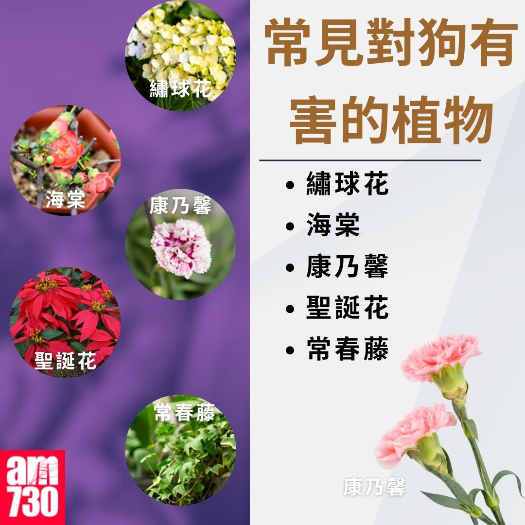 養狗注意事項|常見對狗有害的植物,包括繡球花、海棠、康乃馨、聖誕花、常春藤(am730製圖)