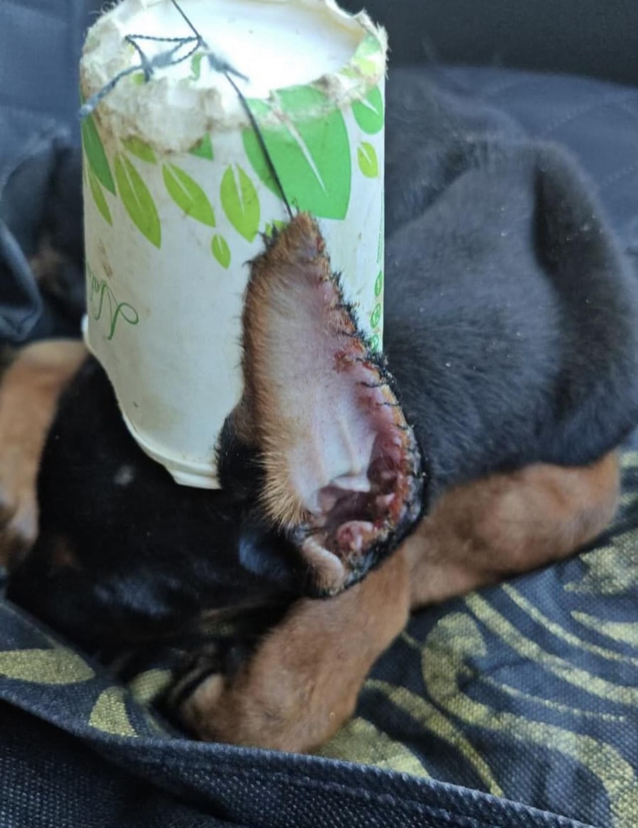 都柏文耳朵被剪再痴紙杯縫針 。