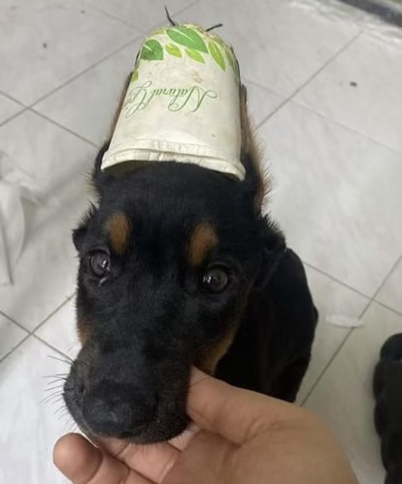 裕美希望虐狗之人傾家蕩產瞓街!