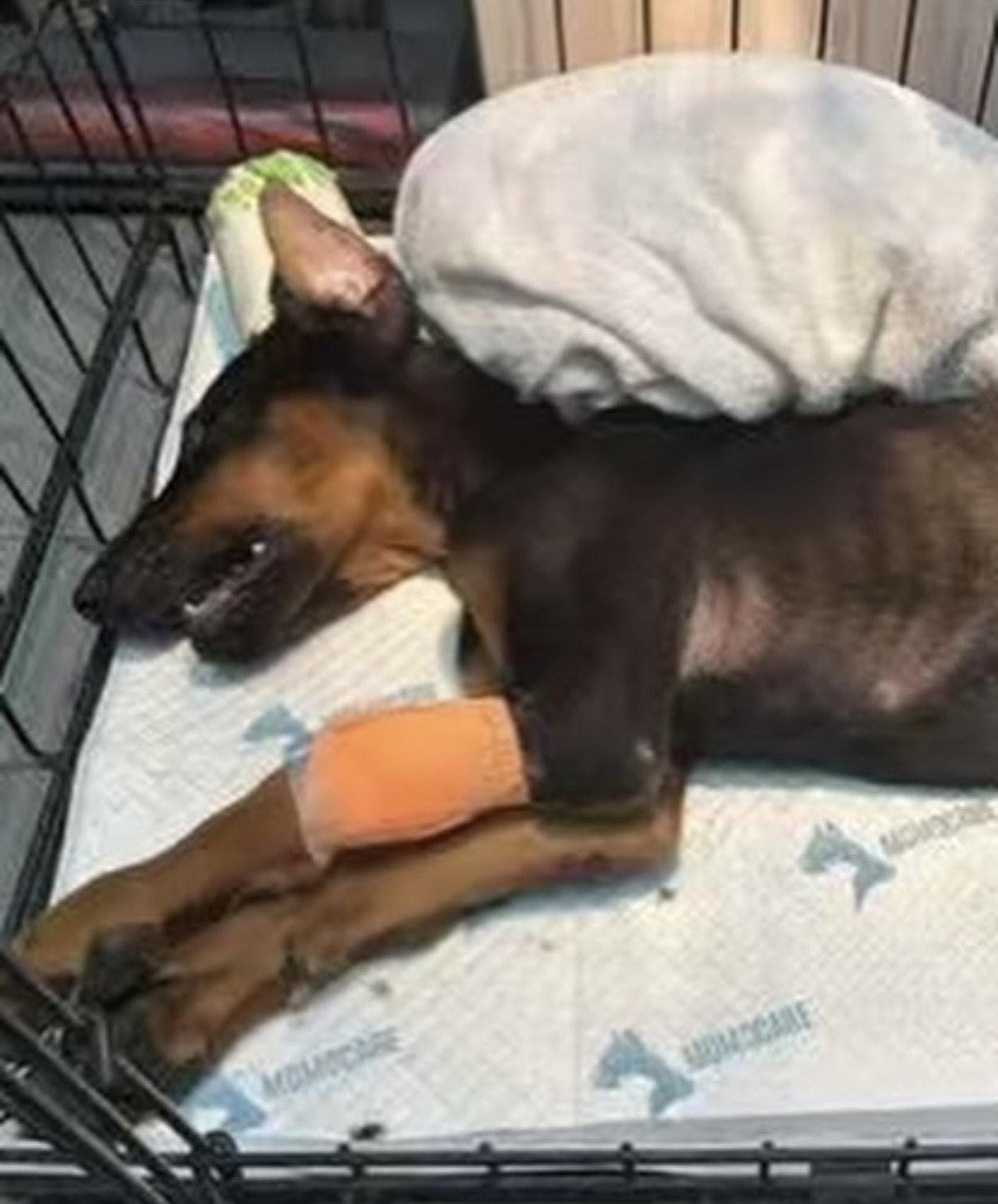 都柏文最後捱不住離世。