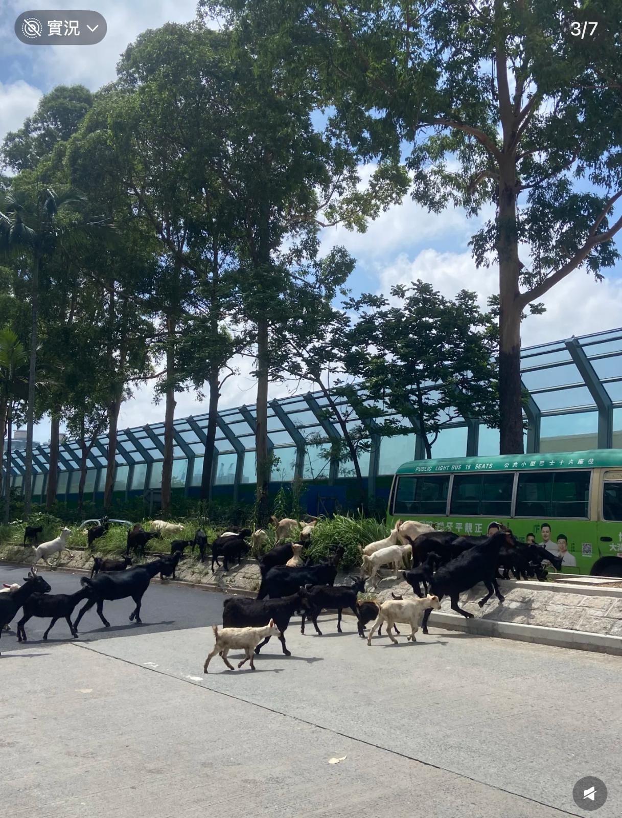 圖片來源:小紅書