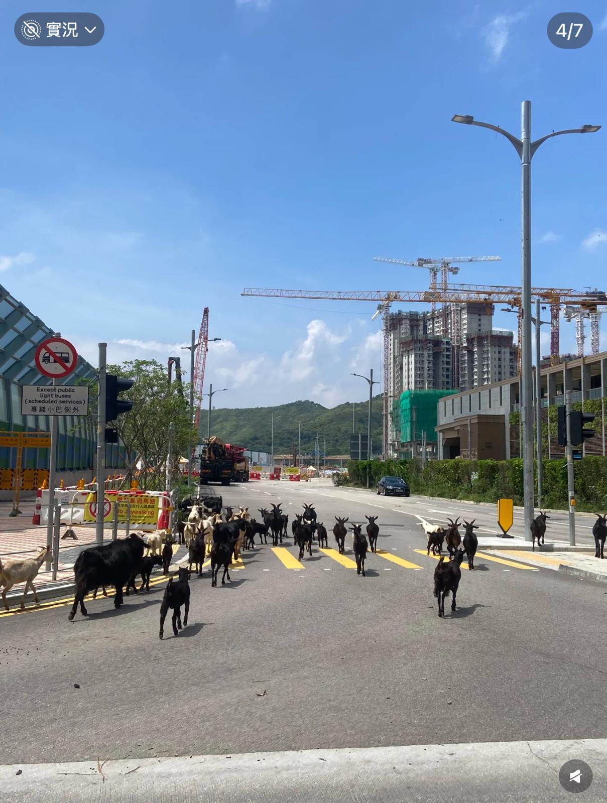 圖片來源:小紅書