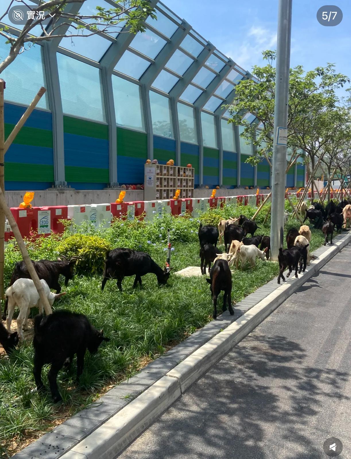 圖片來源:小紅書