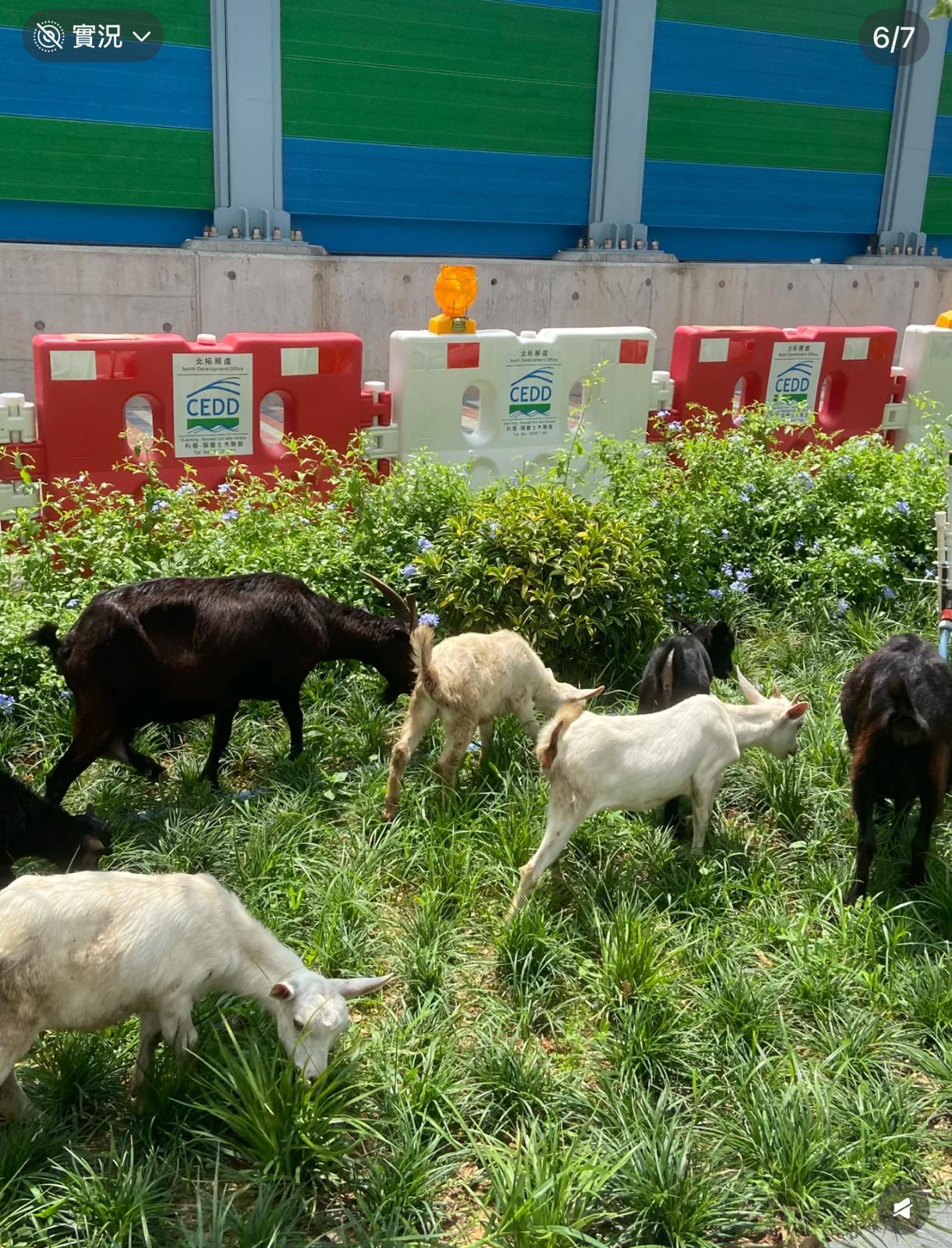 圖片來源:小紅書