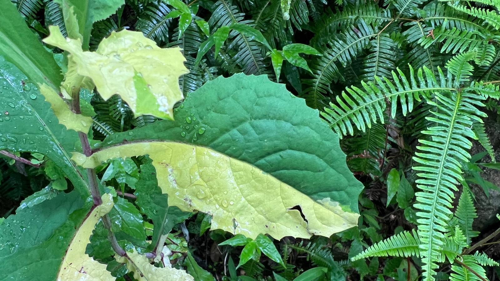 高知縣立牧野植物園