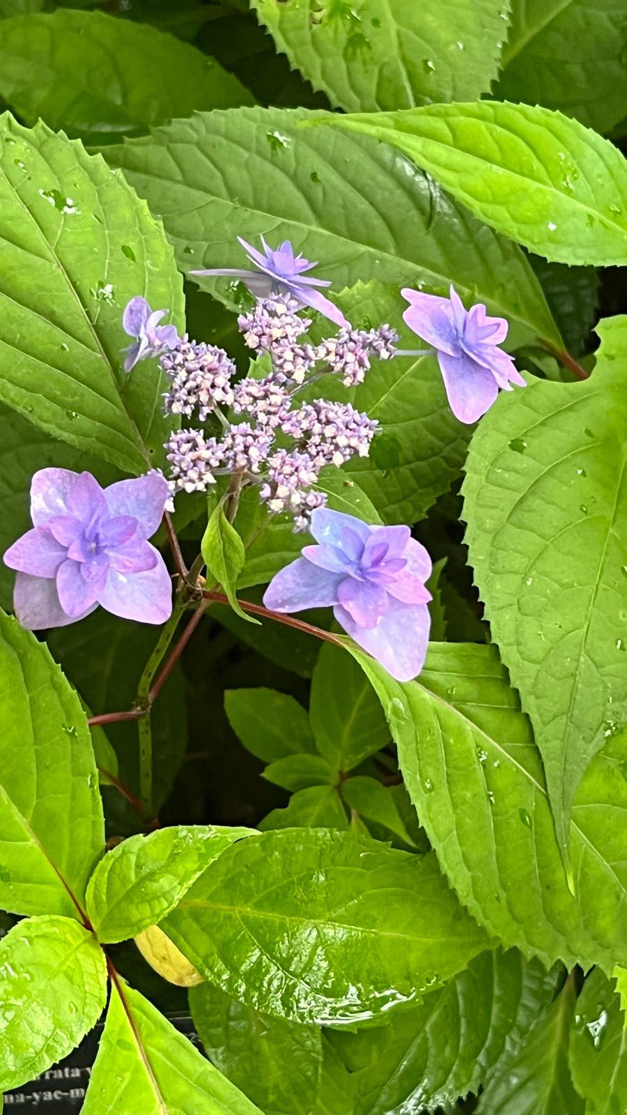 高知縣立牧野植物園