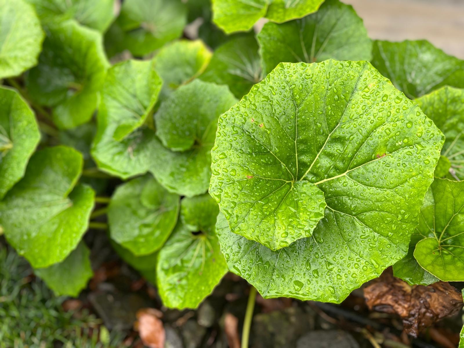 高知縣立牧野植物園