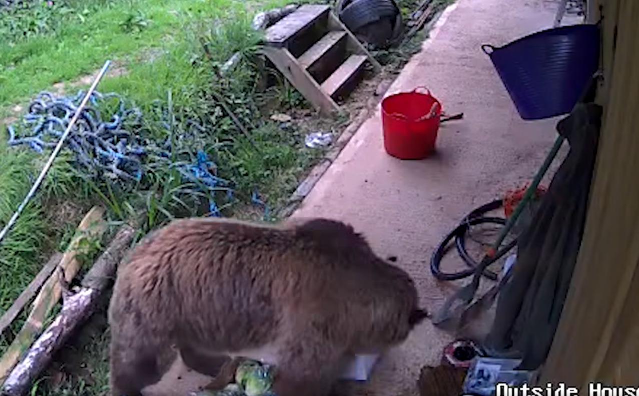 Mish和Lucy兩隻棕熊「離家出走」後,短時間狂吞7日份量的蜂蜜。(影片截圖)