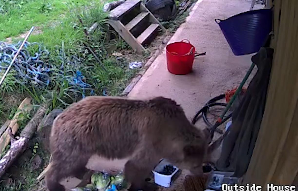 Mish和Lucy兩隻棕熊「離家出走」後,短時間狂吞7日份量的蜂蜜。(影片截圖)