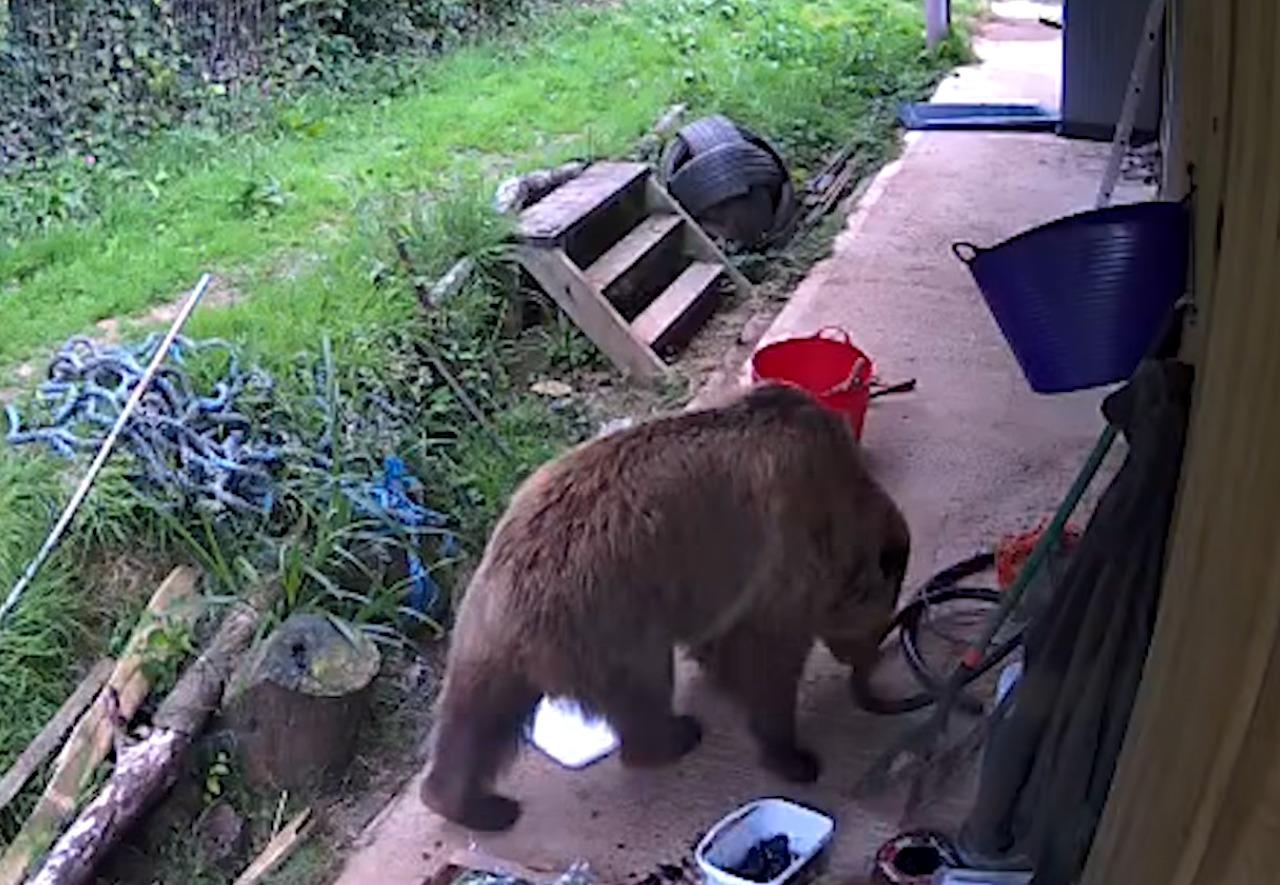 Mish和Lucy兩隻棕熊「離家出走」後,短時間狂吞7日份量的蜂蜜。(影片截圖)