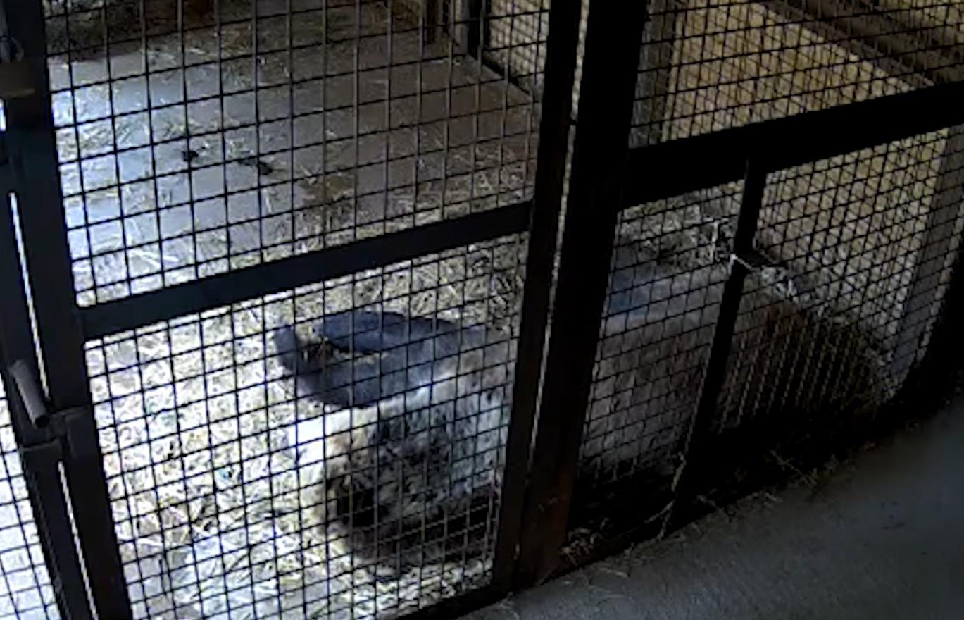 Mish和Lucy兩隻棕熊被送回動物園後呼呼大睡。(影片截圖)