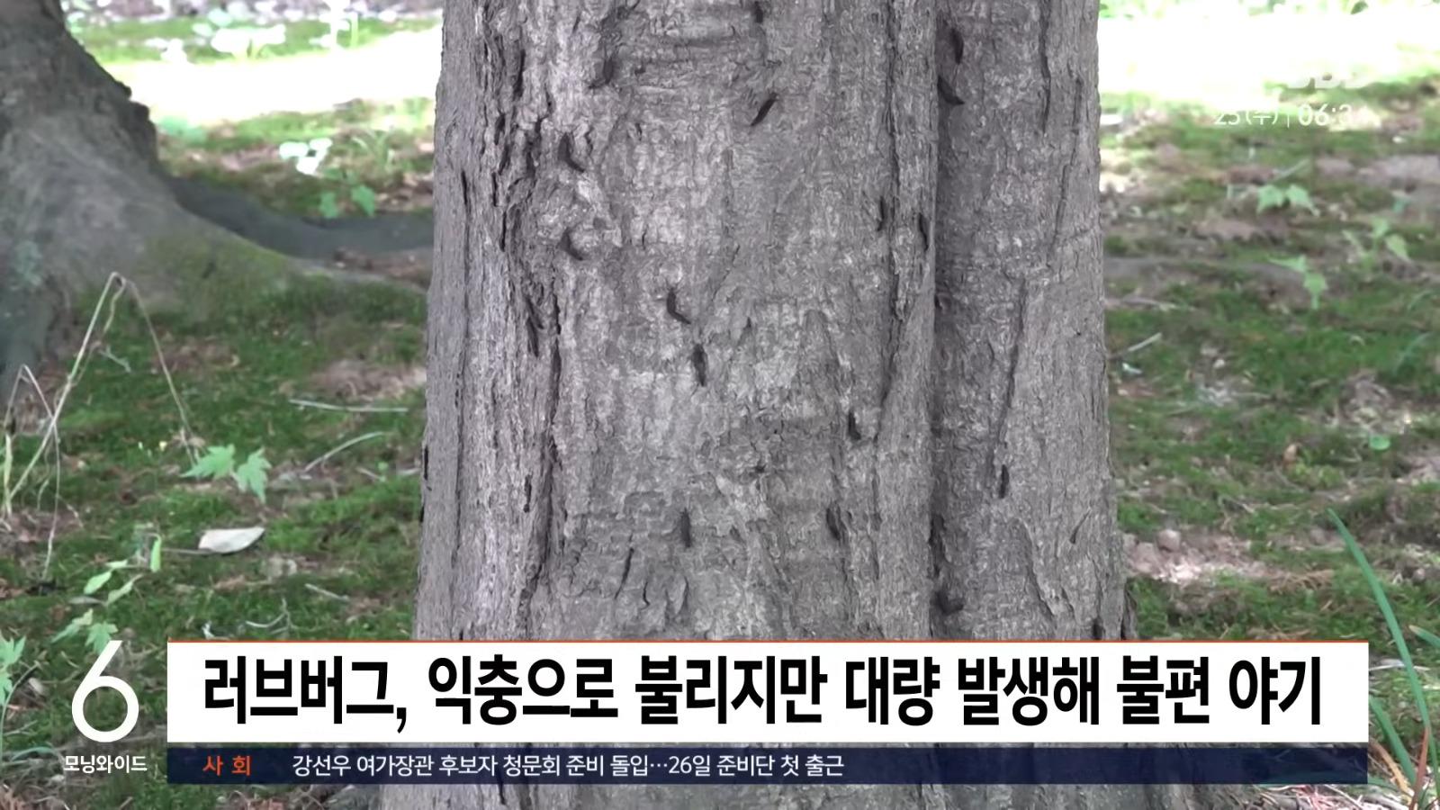 南韓愛情蟲大規模入侵。(影片截圖)