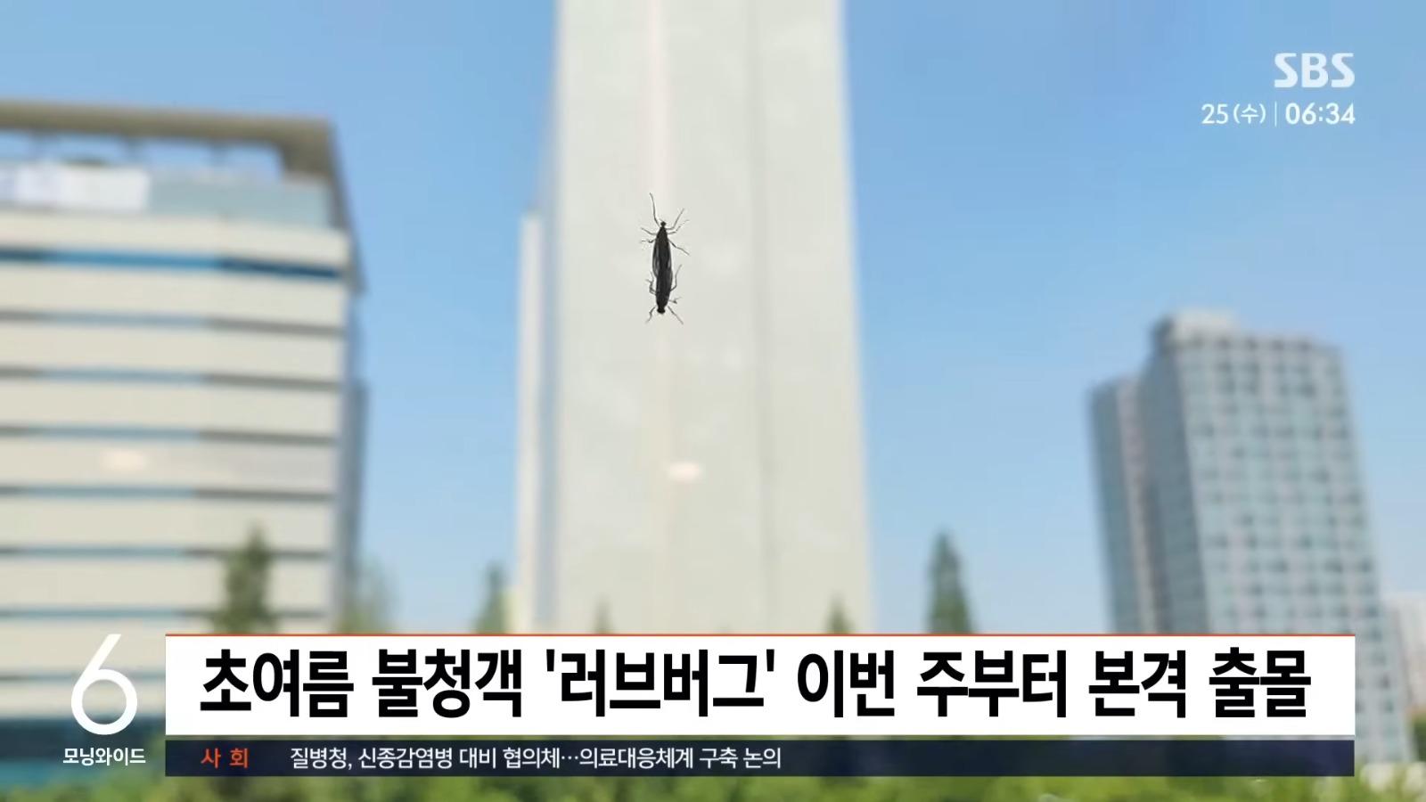 南韓愛情蟲大規模入侵。(影片截圖)