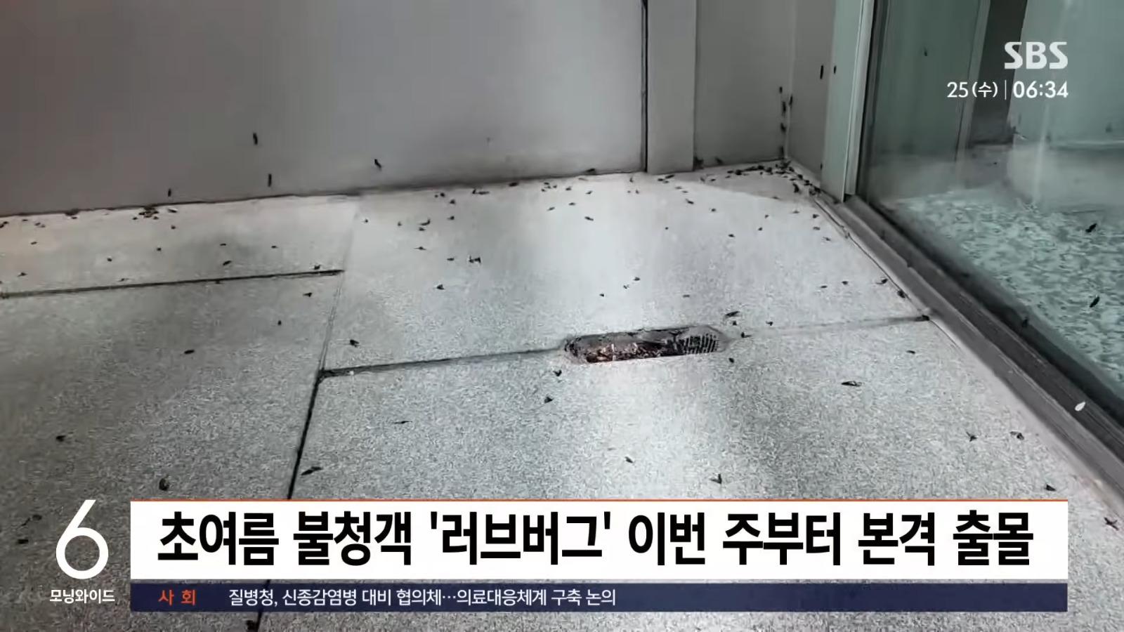 南韓愛情蟲大規模入侵。(影片截圖)