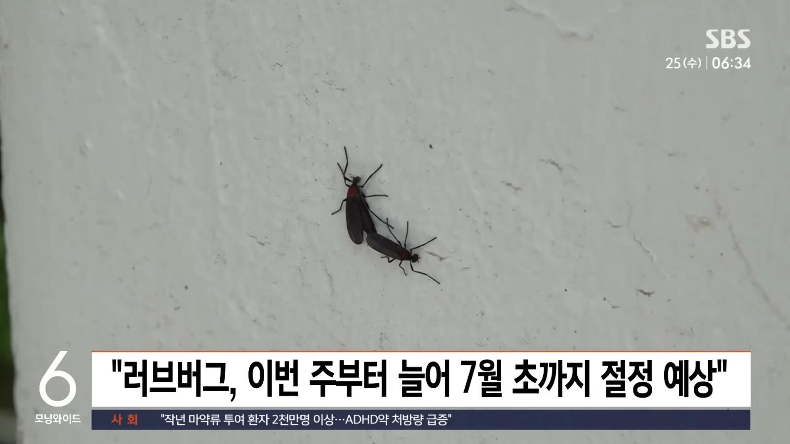 南韓愛情蟲大規模入侵。(影片截圖)