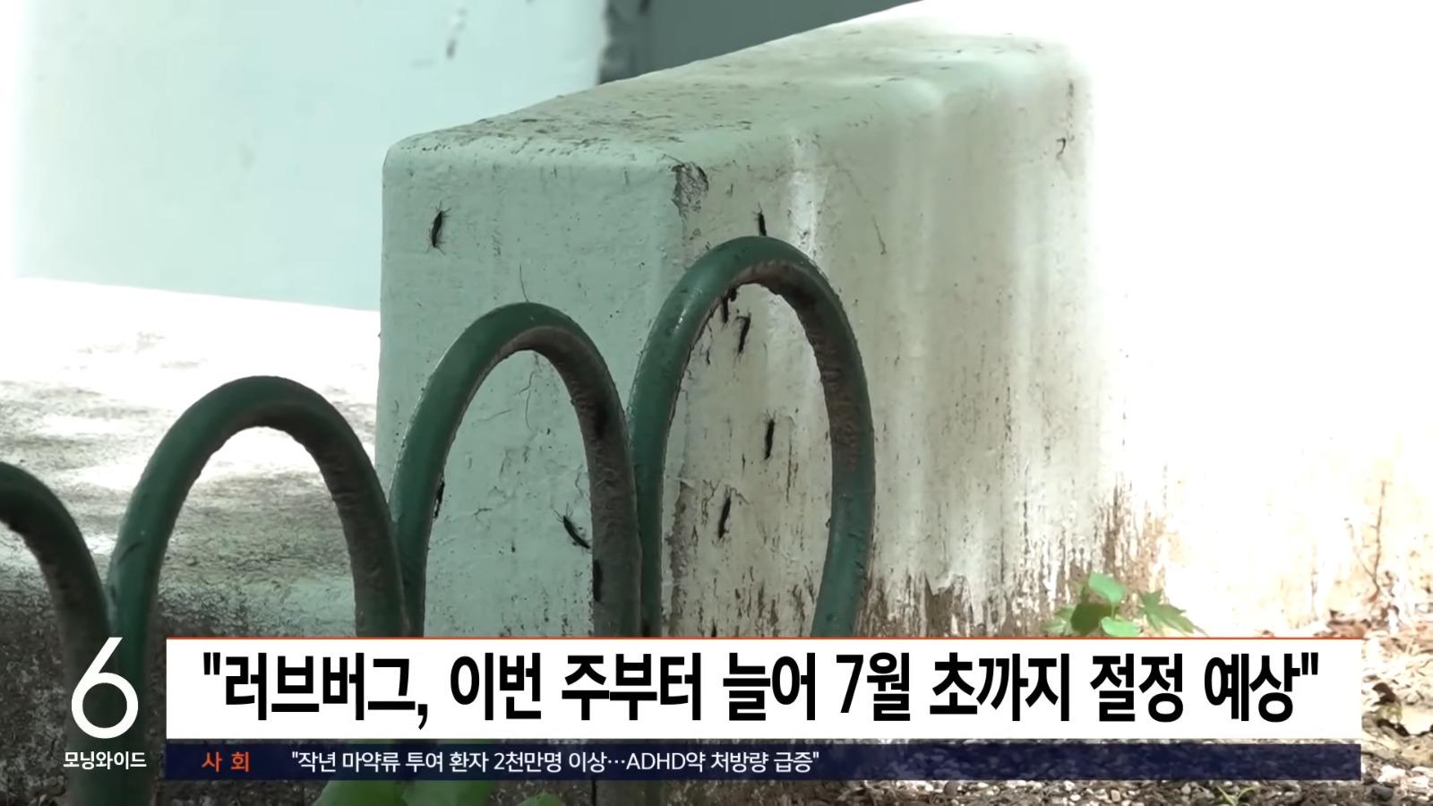 南韓愛情蟲大規模入侵。(影片截圖)