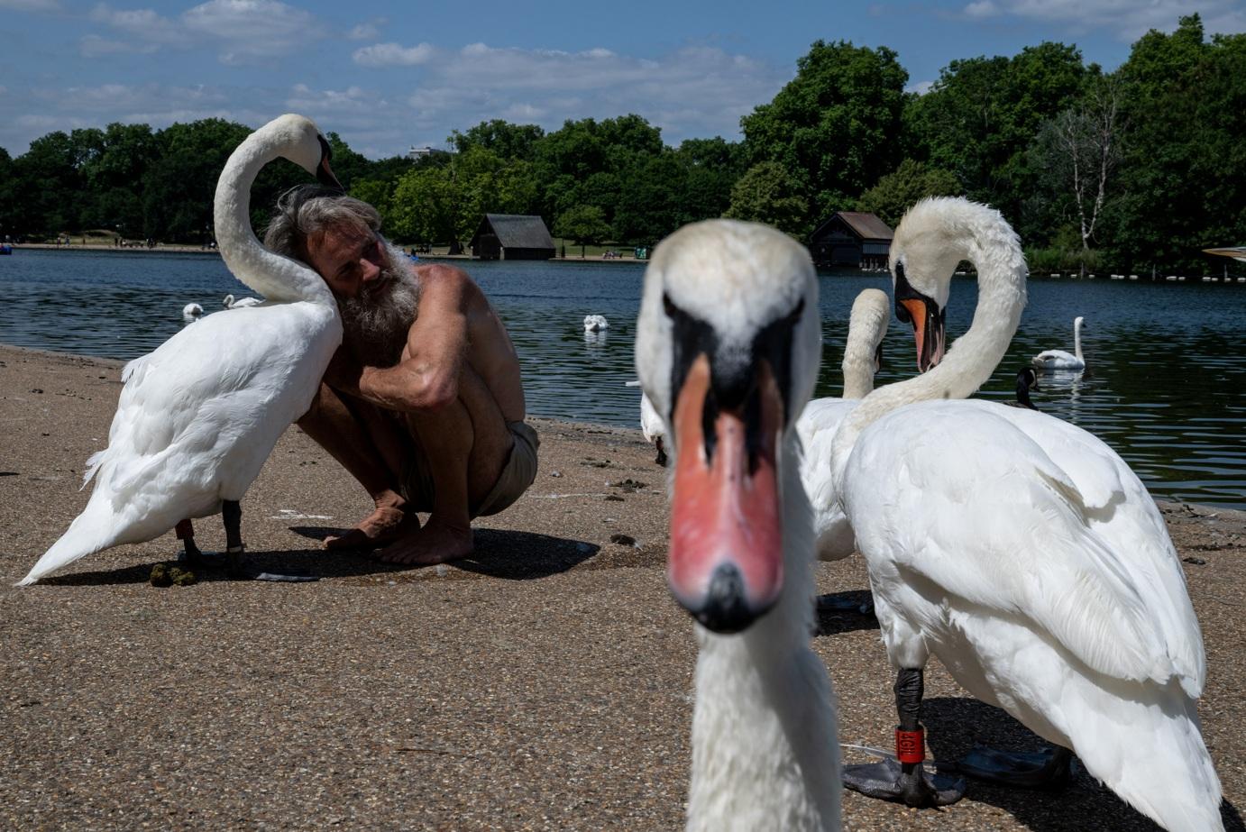 無家者Anders Fernstedt在倫敦海德公園享受陽光,親親天鵝,悠閒度過57歲生日。(路透社)