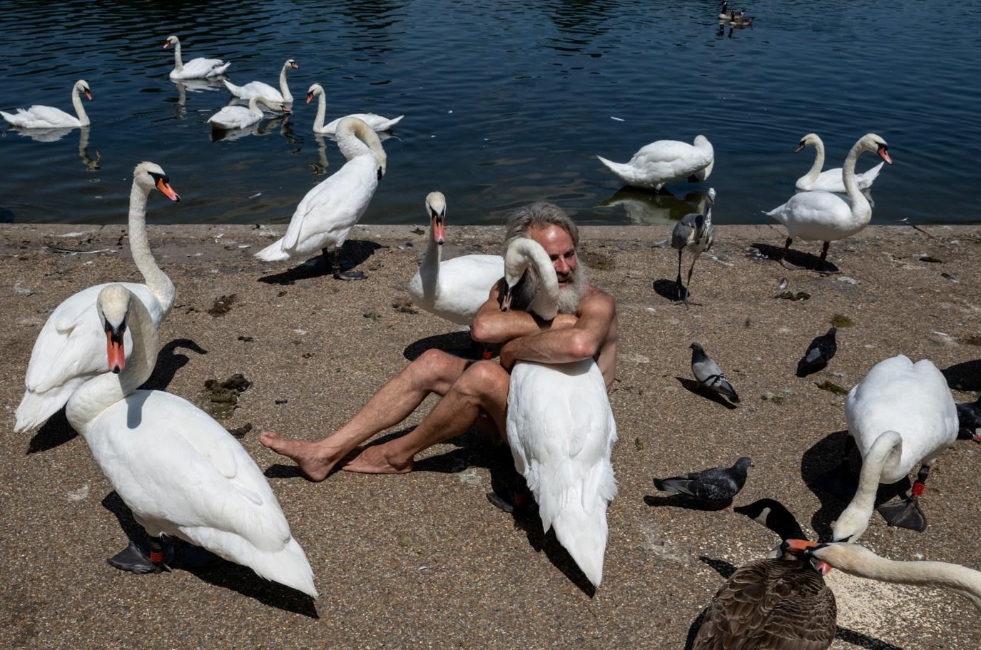 無家者Anders Fernstedt在倫敦海德公園享受陽光,親親天鵝,悠閒度過57歲生日。(路透社)