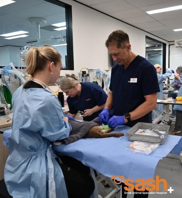 SASH發布獸醫替Pablo做手術的照片。(互聯網)