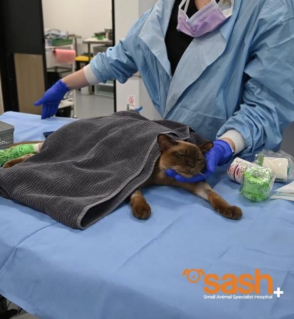 SASH發布獸醫替Pablo做手術的照片。(互聯網)