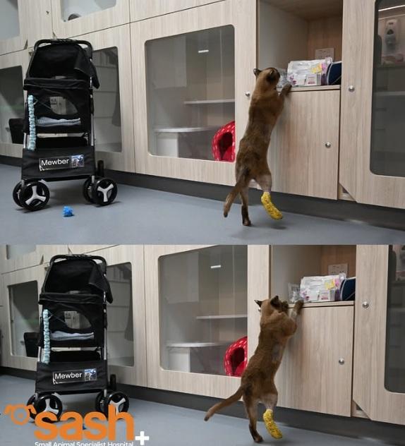 SASH發布Pablo手術康復的照片。(互聯網)