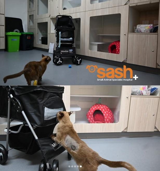 SASH發布Pablo手術康復的照片。(互聯網)