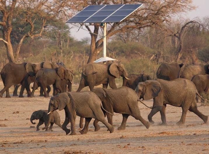 津巴布韋一個國家公園裡棲息的象群。(互聯網)