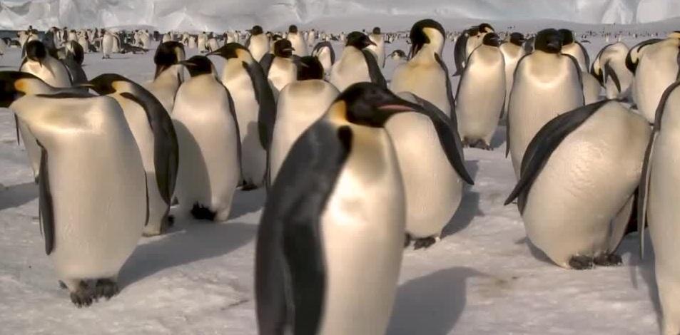 皇帝企鵝是全球最大企鵝,南極棲息地正受到全球暖化威脅,導致其數量銳減。(資料圖片)