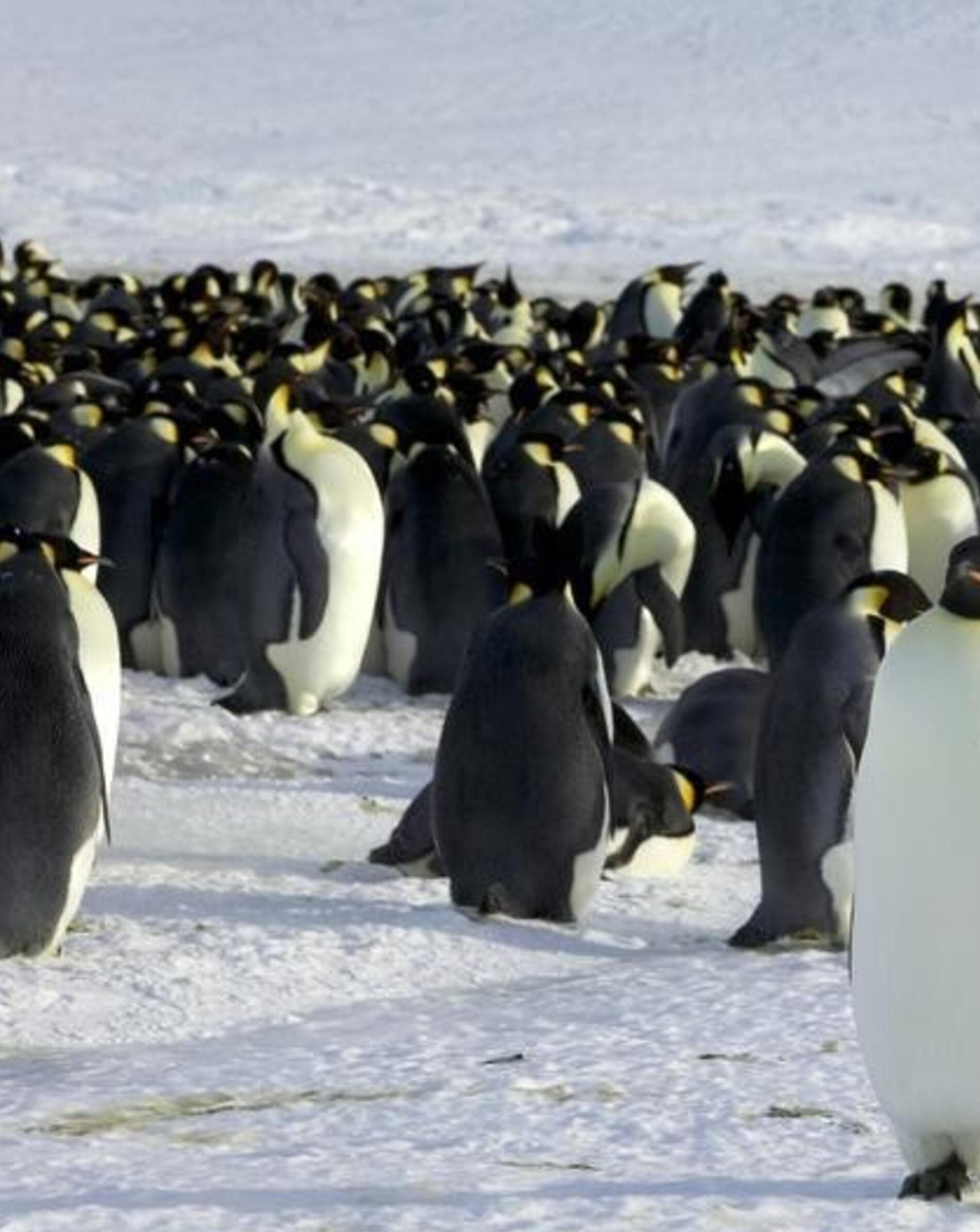 皇帝企鵝是全球最大企鵝,南極棲息地正受到全球暖化威脅,導致其數量銳減。(資料圖片)