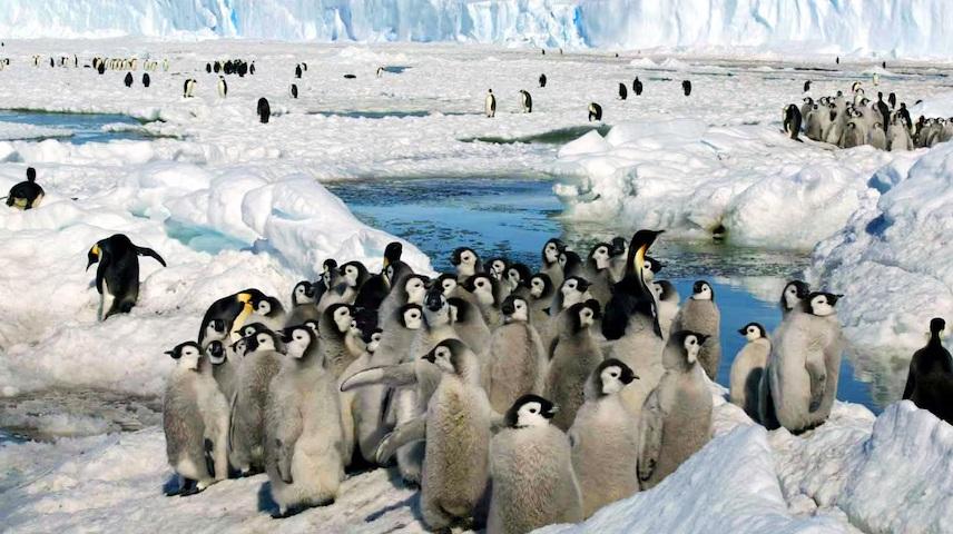 皇帝企鵝是全球最大企鵝,南極棲息地正受到全球暖化威脅,導致其數量銳減。(資料圖片)