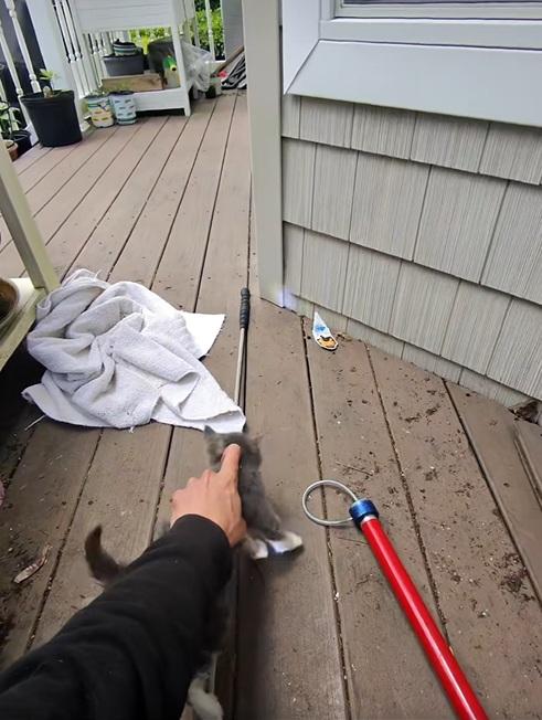 德巴克慢慢鬆開夾子,讓小貓脫身。(互聯網)