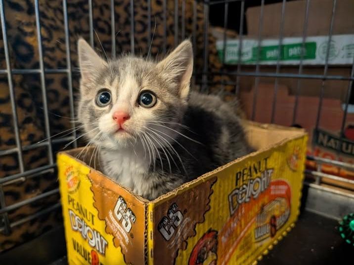 Piper樣子可愛,獲救後很快復原。(互聯網)