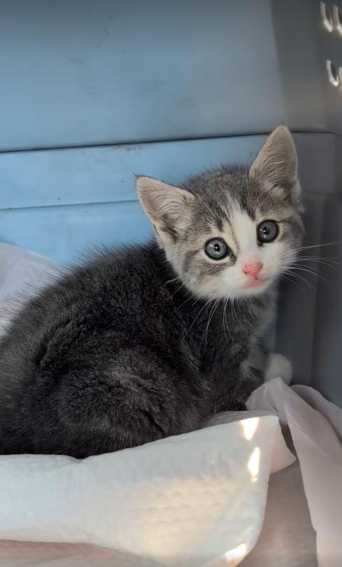 Piper獲救後對住拍攝鏡頭喵喵叫。(互聯網)