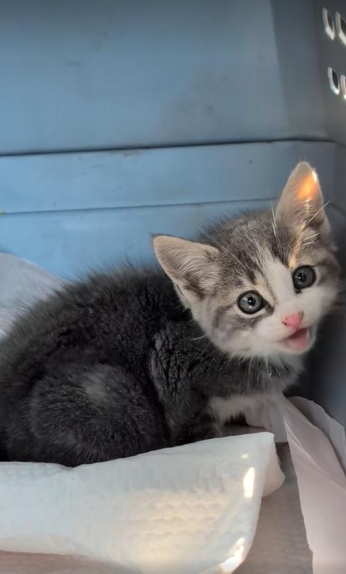 Piper獲救後對住拍攝鏡頭喵喵叫。(互聯網)