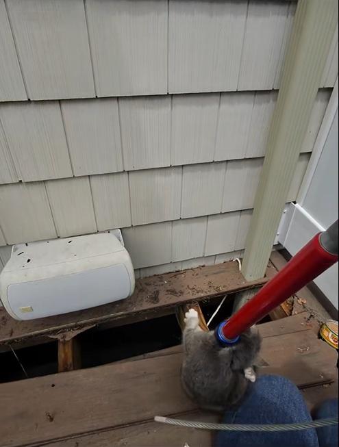 德巴克用夾子把小貓慢慢夾出。(互聯網)