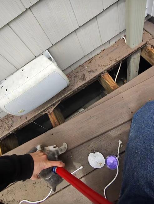 德巴克用夾子把小貓慢慢夾出。(互聯網)