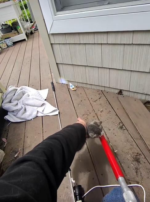 德巴克慢慢鬆開夾子,讓小貓脫身。(互聯網)