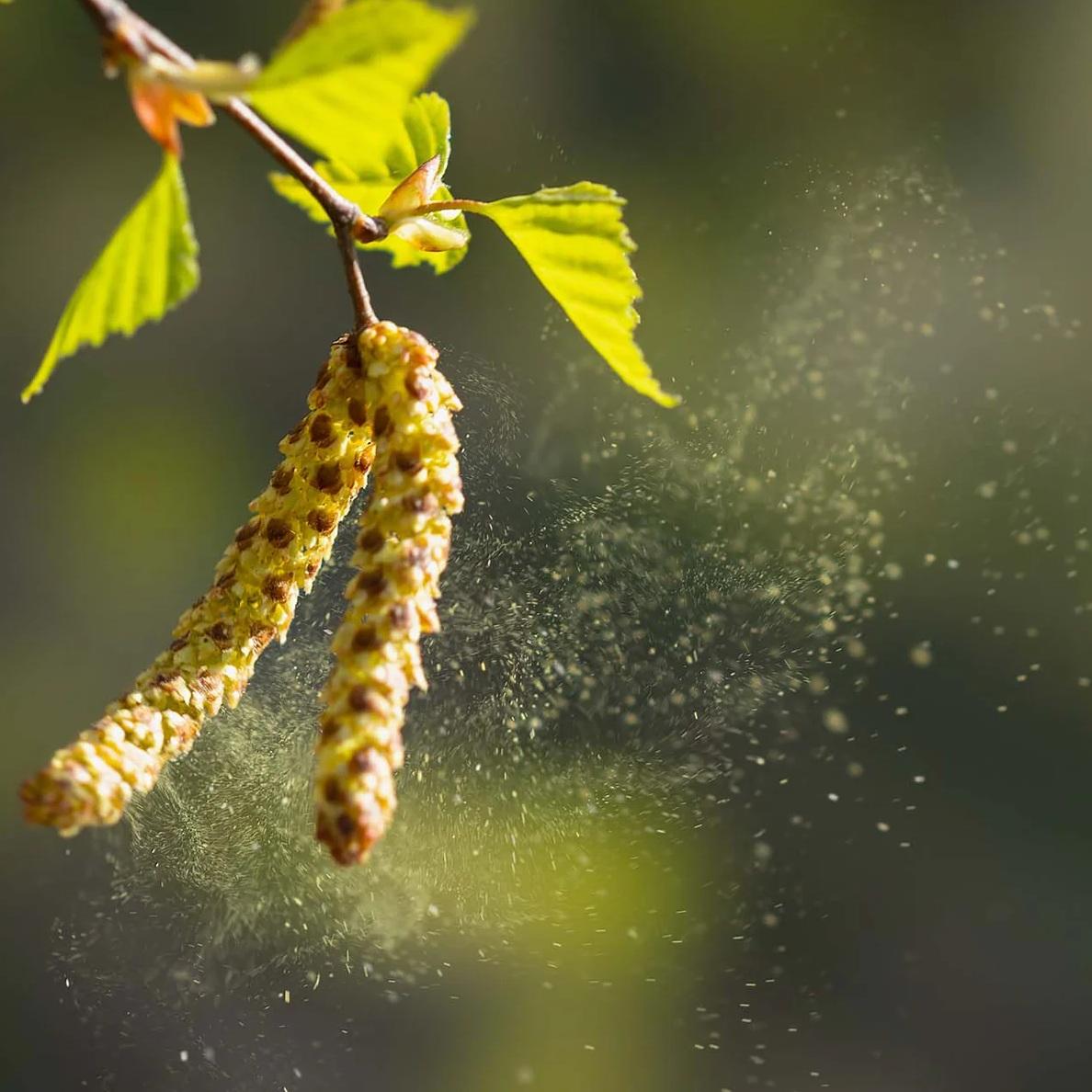 研究指出,空氣污染不僅會刺激人們的呼吸道,還會對植物造成壓力,導致植物產生更多「致敏性和刺激性的花粉」。(互聯網)