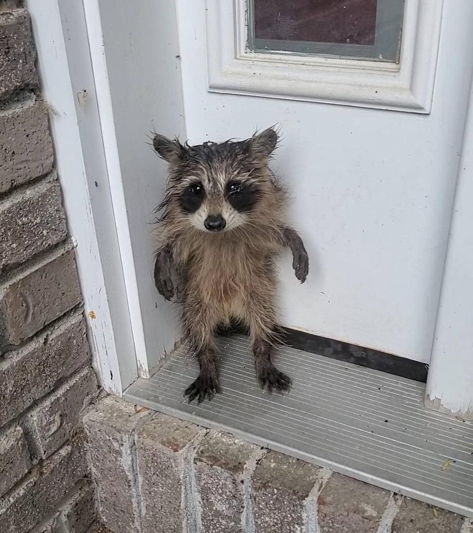 小浣熊用兩條後腿站起來,一臉可憐兮兮地看著動保人員。(互聯網)