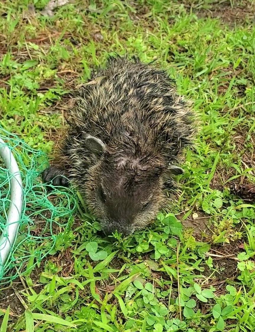 土撥鼠也獲救。(互聯網)