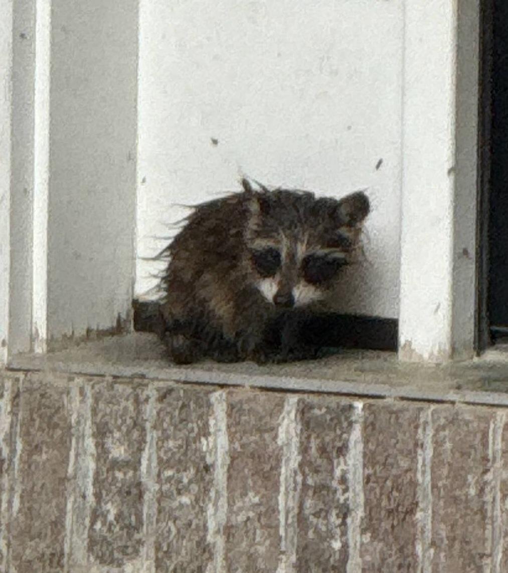 小浣熊瑟縮,等候救援。(互聯網)