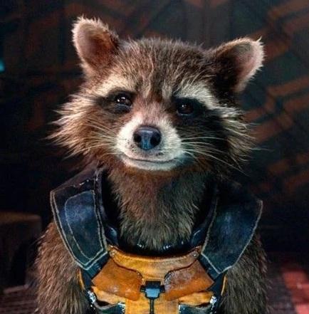 漫威「火箭浣熊」的可憐樣子。(互聯網)