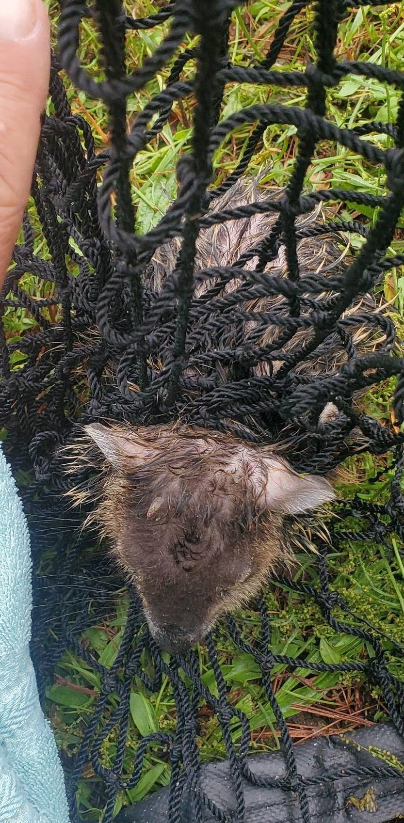 土撥鼠被繩網纏住。(互聯網)