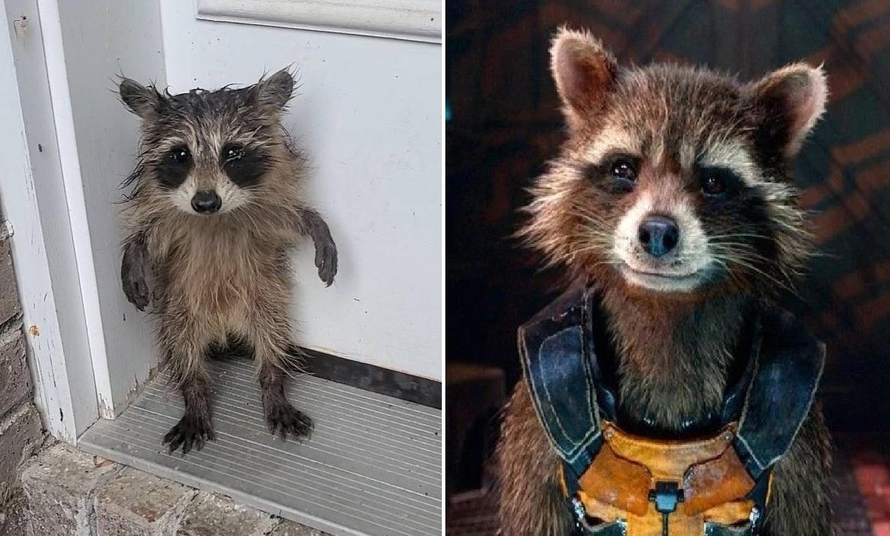 小浣熊睜著圓碌碌的大眼睛,2隻後腿站立在門外,就像《漫威》動漫系列裡的火箭浣熊(Rocket Raccoon)那樣趣怪。(互聯網)