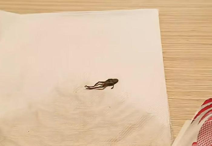 在奈雪一家門市內,工作人員已將異物挑出並放在紙巾上展示。