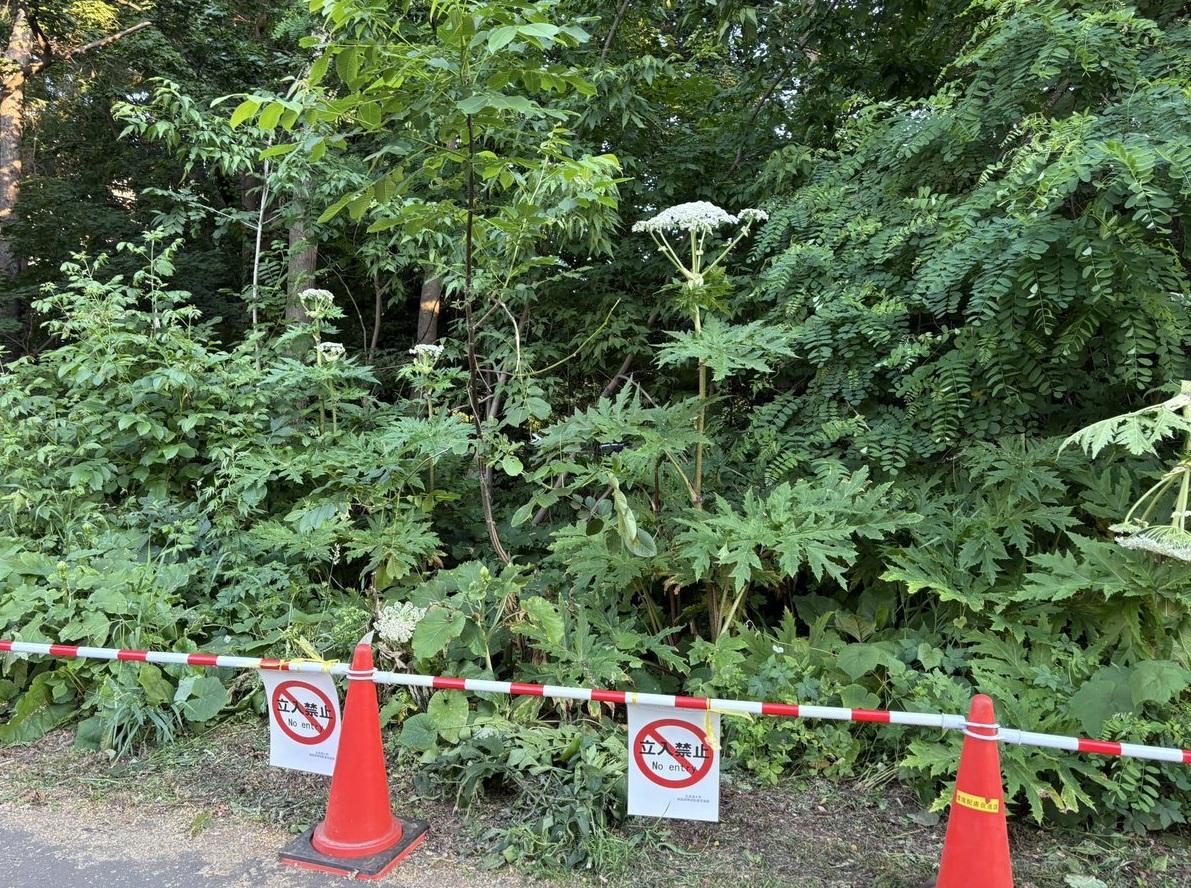 疑似大豕草區域被封鎖。(互聯網)